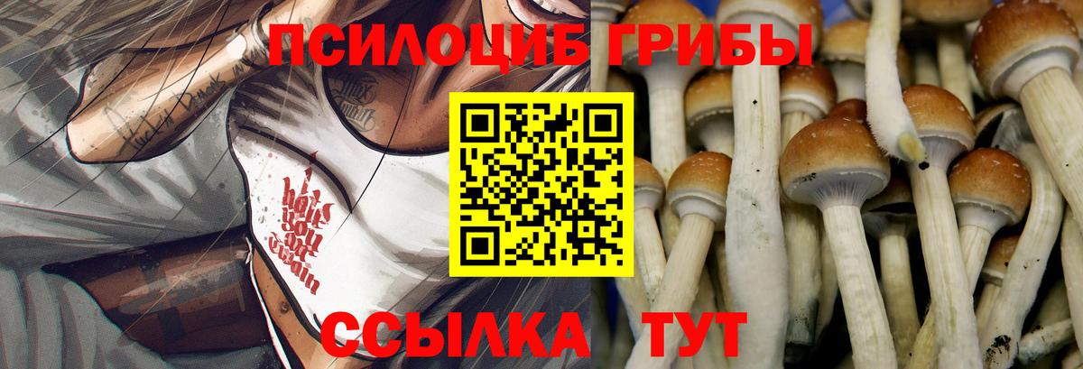 Галлюциногенные грибы Psilocybe Ноябрьск